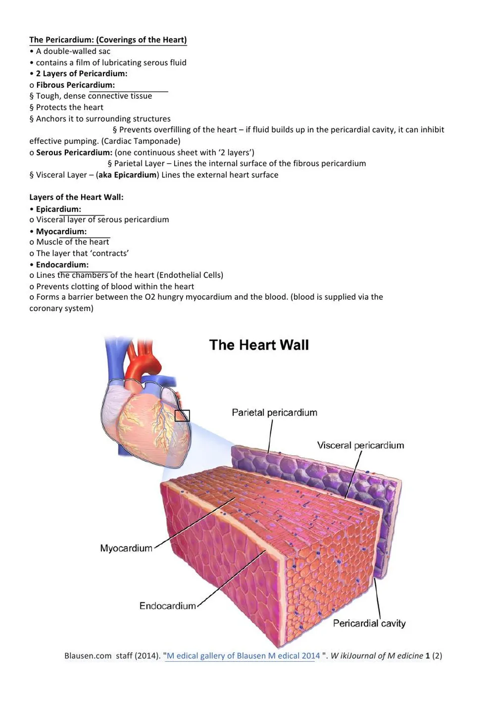 Layers of the Heart Wall