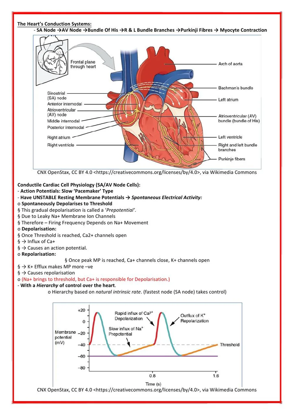 Cardiac Cycle Diagrams