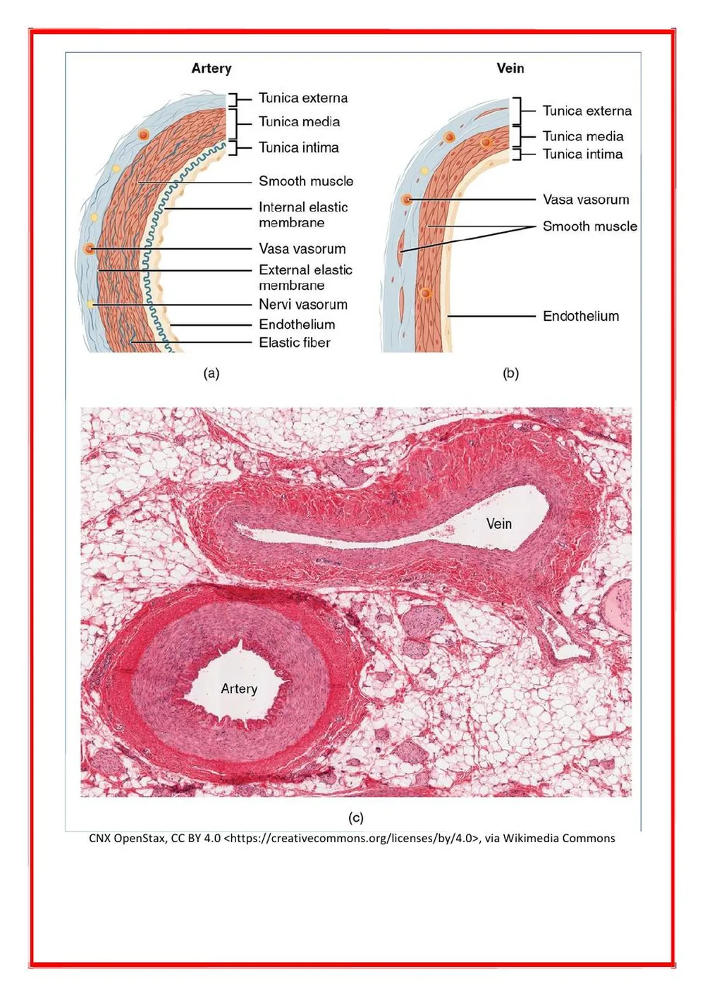 Arterial vs Venous Flow